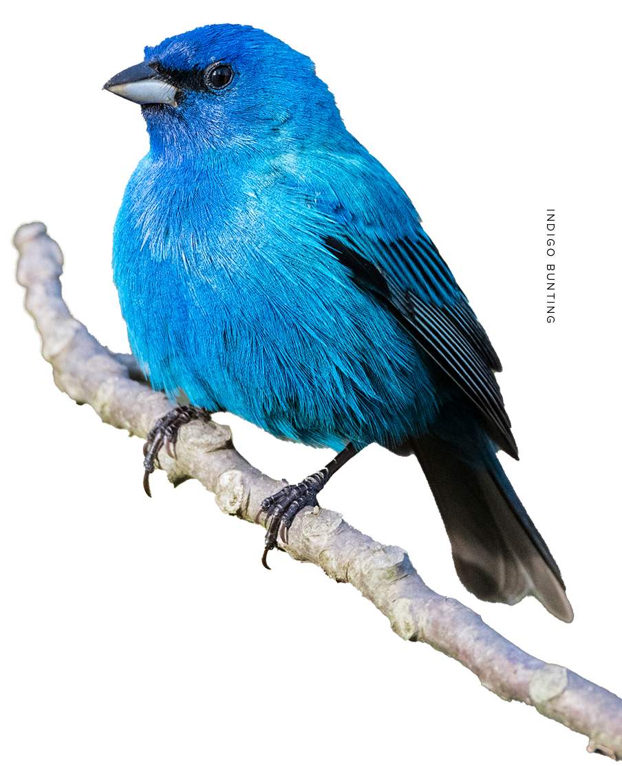 bird-1-name